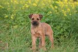 BORDER TERRIER 149